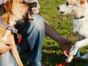 Šuns baimę gali išduoti ir kiti ženklai – išsigandęs gyvūnas dažnai susiriečia, žemai nuleidžia uodegą, pradeda daug laižytis ar nusukinėti galvą.