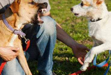 Šuns baimę gali išduoti ir kiti ženklai – išsigandęs gyvūnas dažnai susiriečia, žemai nuleidžia uodegą, pradeda daug laižytis ar nusukinėti galvą.